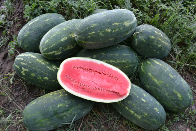 Ю ммi