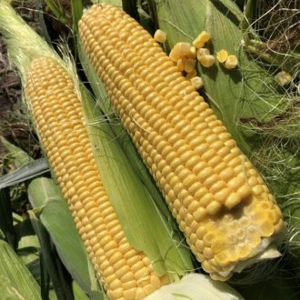 1801 F1