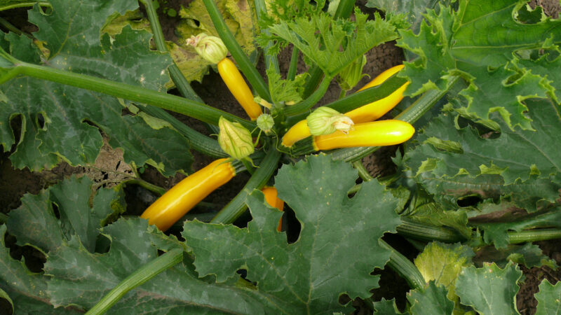 P1170240