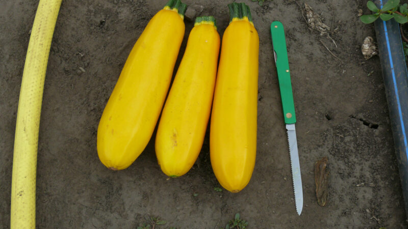 P1170292
