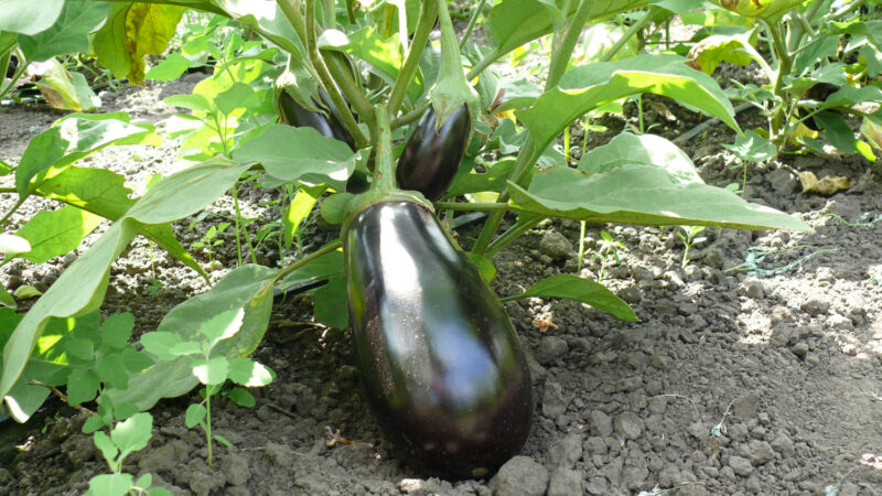 P1170989