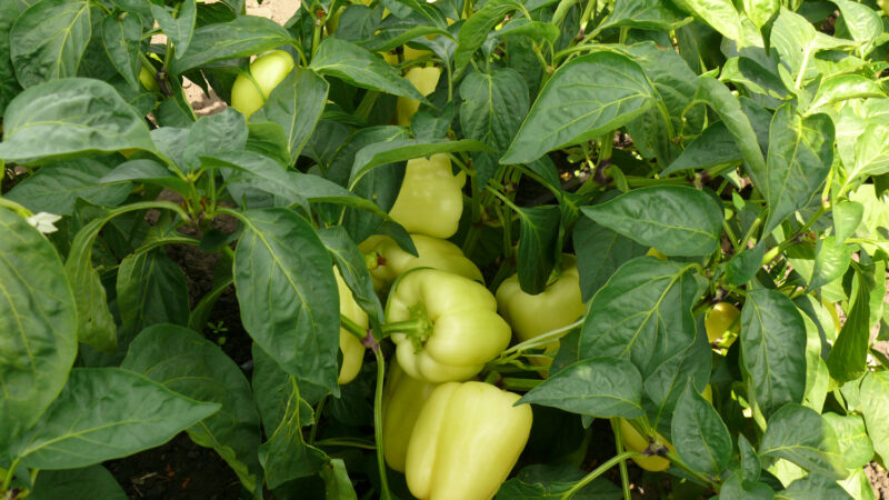 P1180004
