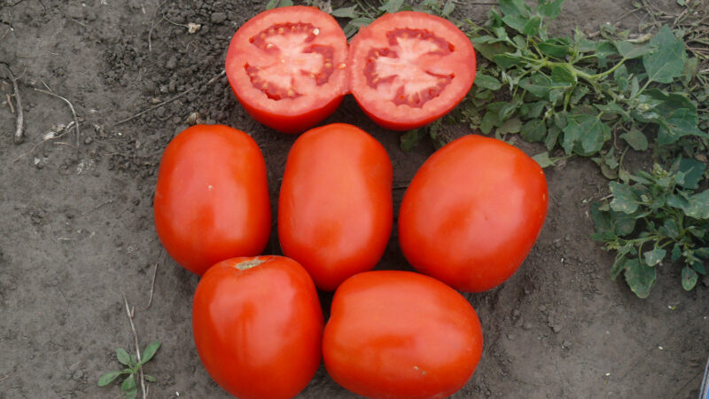 P1200035