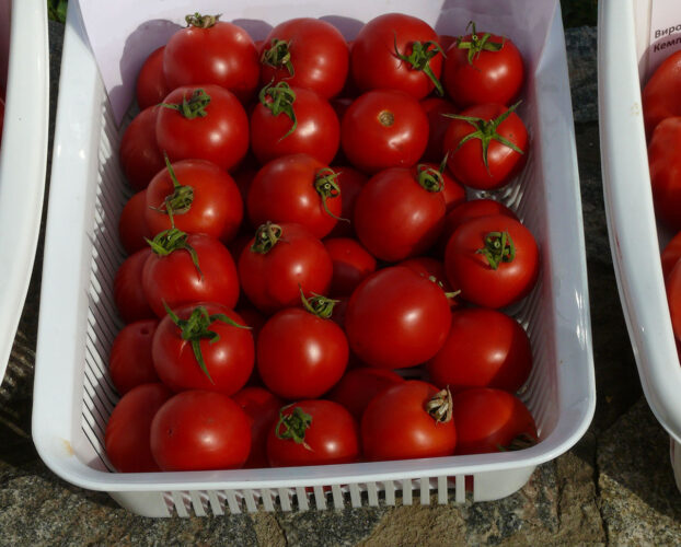 shasta_f1 (5)