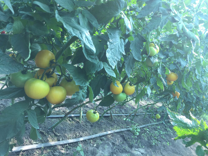 yellow_ball_f1 (1)
