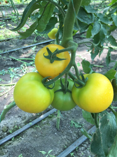 yellow_ball_f1 (2)