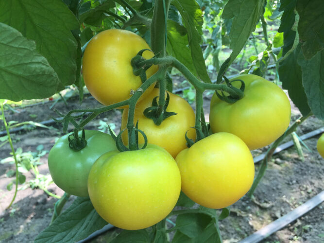 yellow_ball_f1 (4)