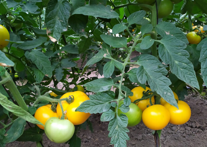 yellow_ball_f1 (5)