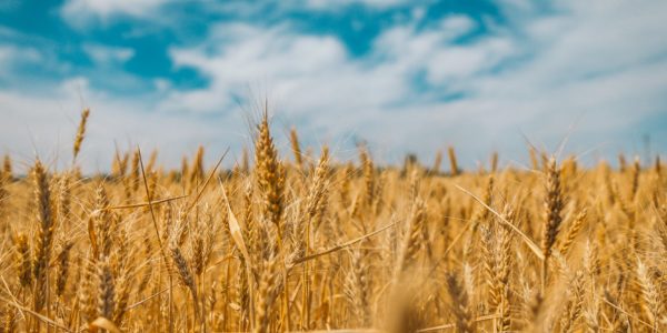 З Днем Незалежності, аграрії