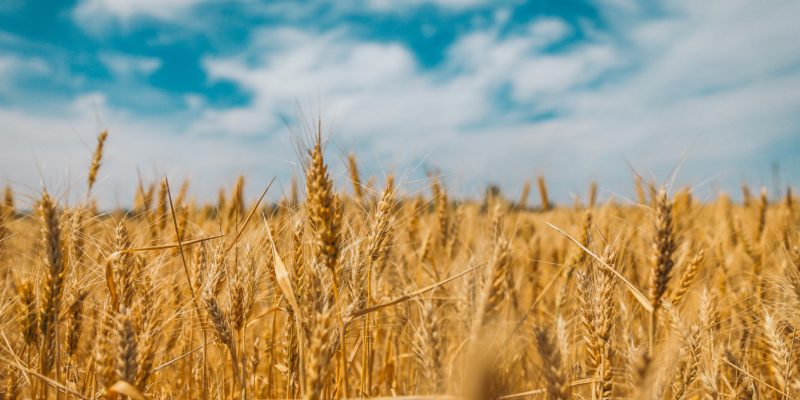 З Днем Незалежності, аграрії