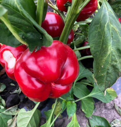 Qzx0sMB