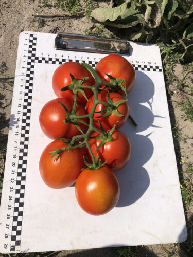 9969_f1 (17)