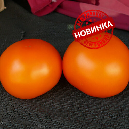 Єллоу Пешен F1