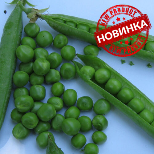 Кінгсайз