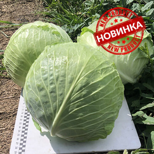 Кентуккі F1