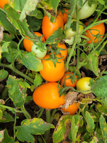 orange_plam_f1 (1)
