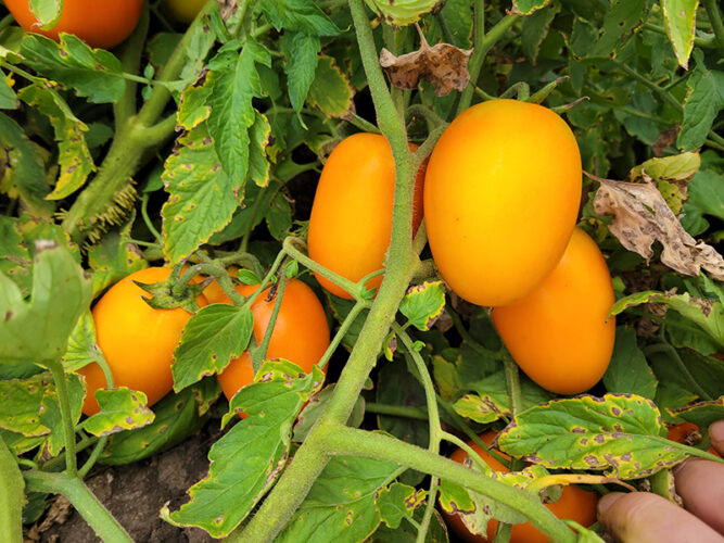 orange_plam_f1 (1)