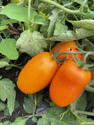 orange_plam_f1 (10)