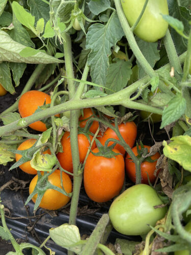 orange_plam_f1 (12)