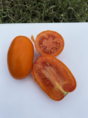 orange_plam_f1 (13)