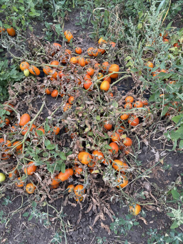 orange_plam_f1 (14)