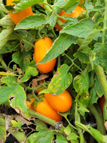 orange_plam_f1 (2)