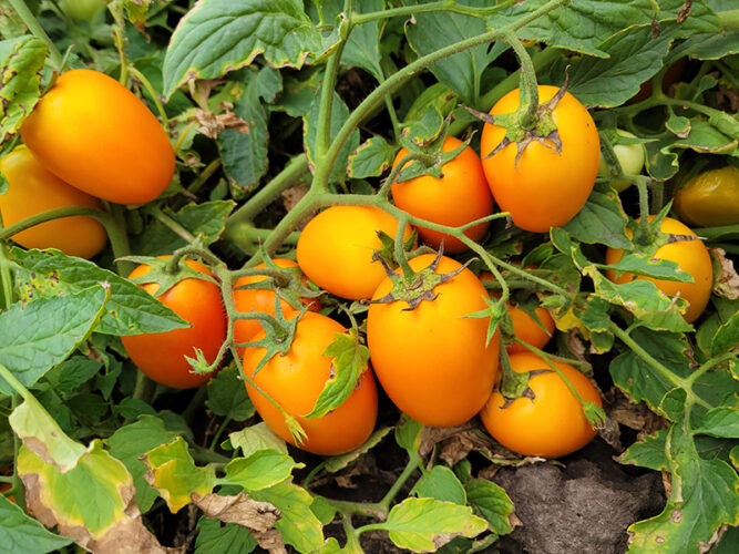 orange_plam_f1 (2)