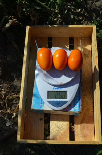orange_plam_f1 (3)