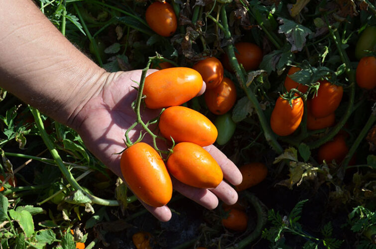 orange_plam_f1 (3)