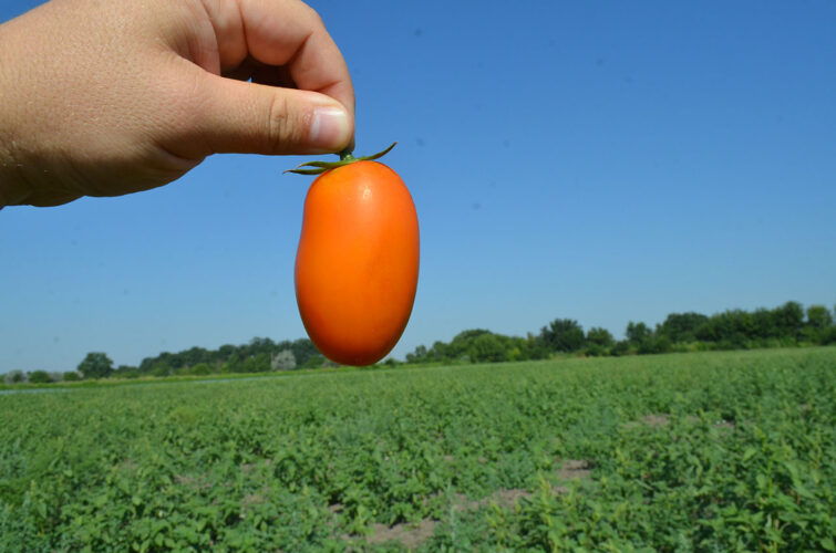 orange_plam_f1 (4)