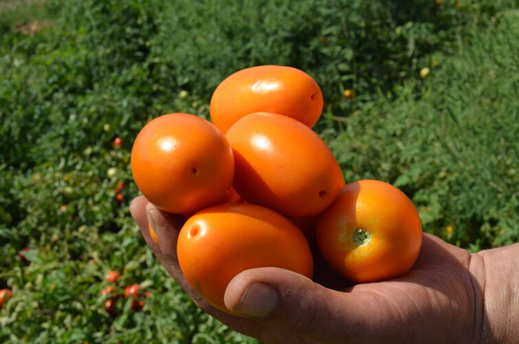 orange_plam_f1 (4)