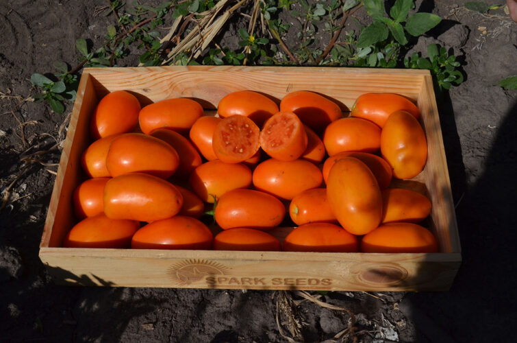 orange_plam_f1 (5)