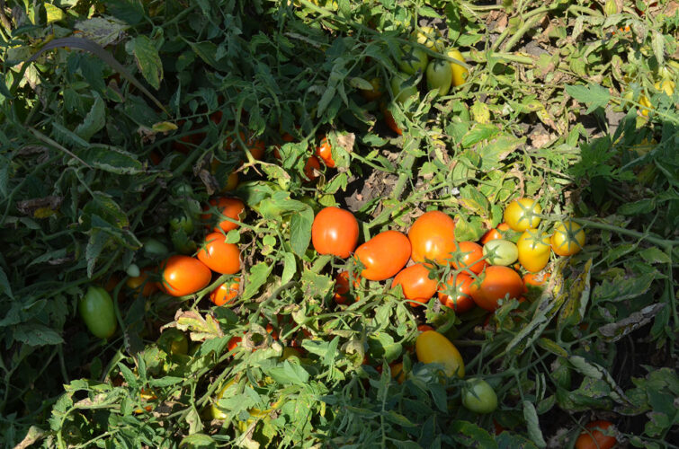 orange_plam_f1 (6)