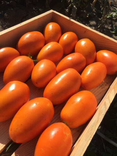 orange_plam_f1 (7)