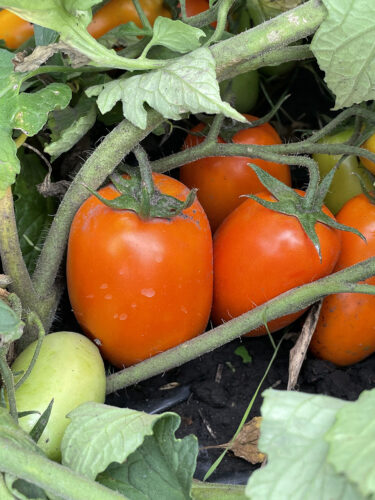 orange_plam_f1 (9)