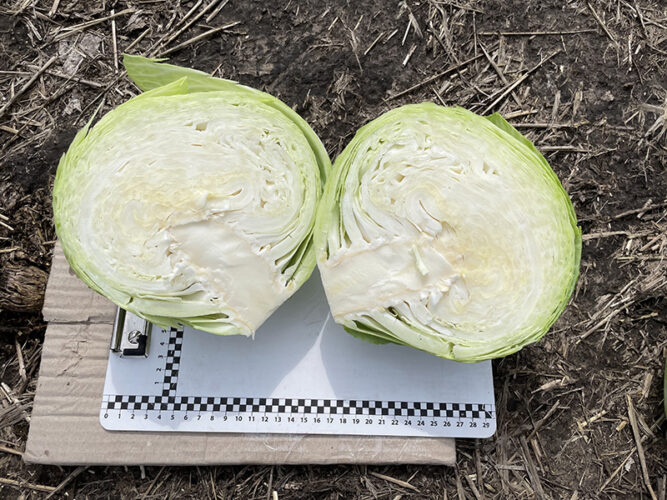 oregon_f1 (2)
