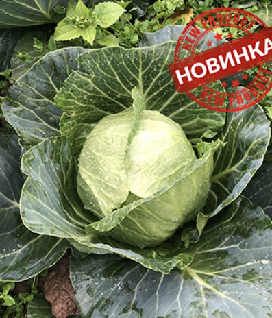 Вірджинія F1