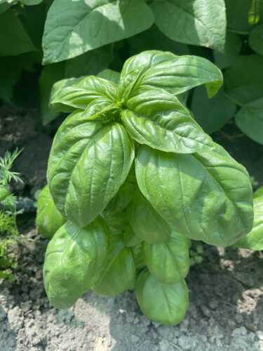 green_dom_f1 (1)