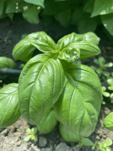 green_dom_f1 (2)