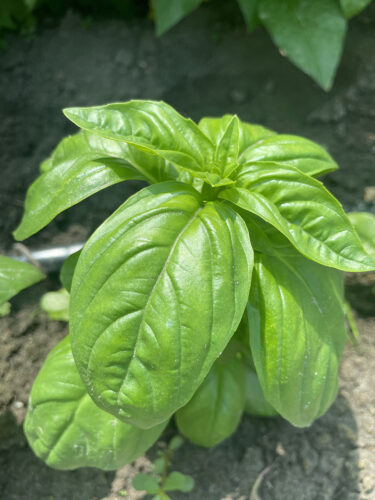 green_dom_f1 (3)