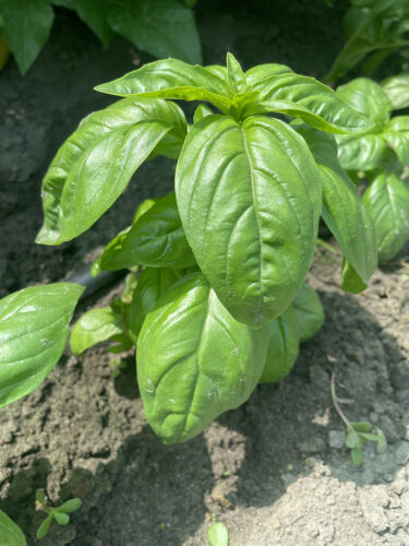 green_dom_f1 (4)