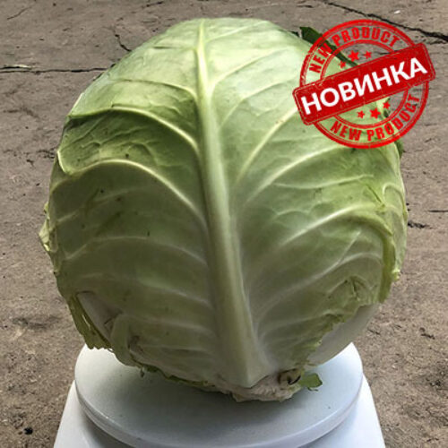 Індіана F1
