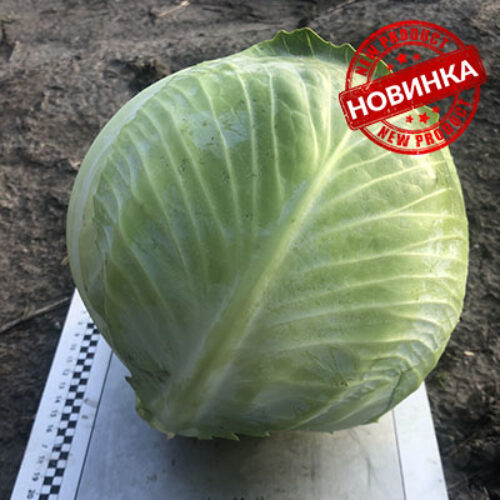 Меріленд F1