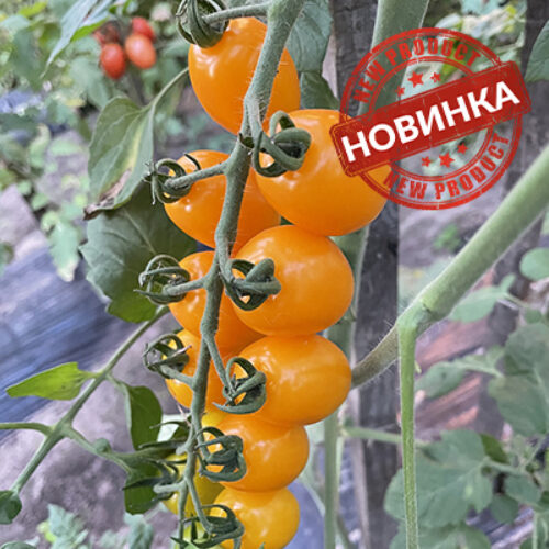 Єллоу Бідс F1
