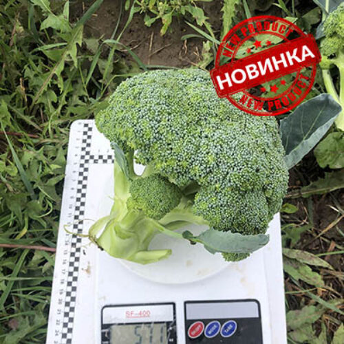 Легасі F1