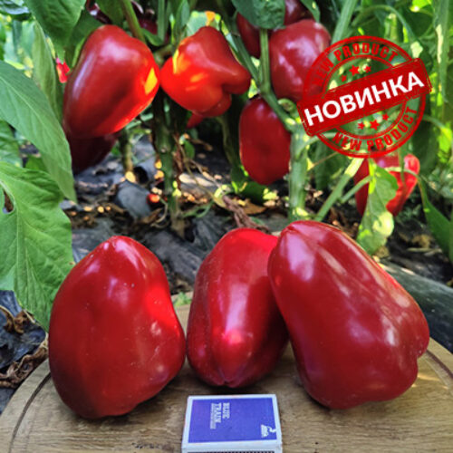 Кора F1