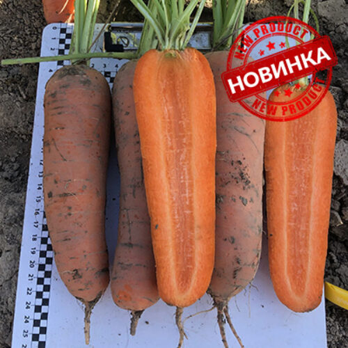 Ніндзя F1