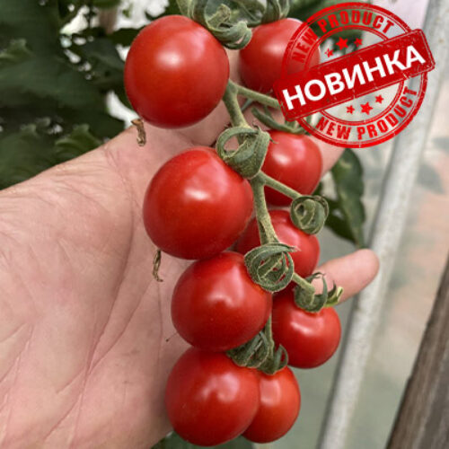 Денвер F1