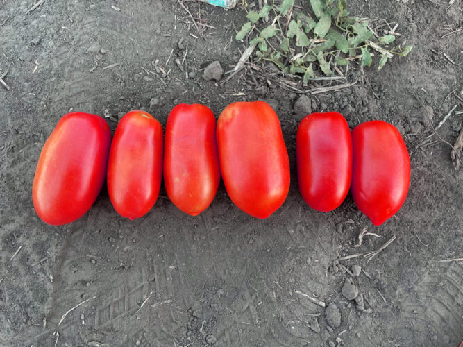 Драй F1 (3)