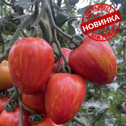 Філаделфія F1